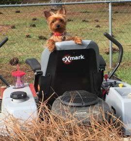 Yorkshire Terrier Intelligence