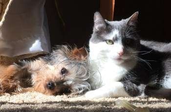 cat and Yorkshire Terrier