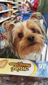 Yorkie in shopping cart