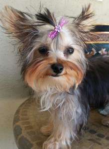 5 month Yorkie puppy