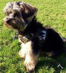 Yorkie wearing camo harness