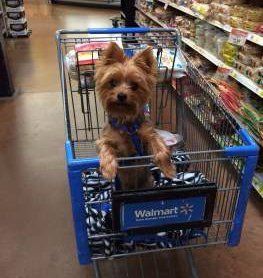 Yorkie trait of alert expression in cart