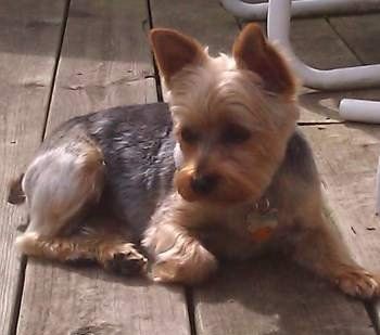 Yorkie on porch