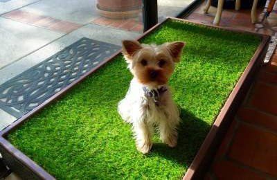 Yorkie on indoor grass