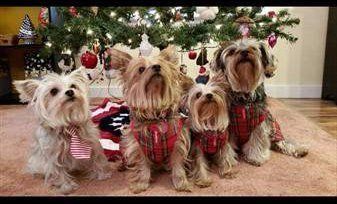 owning more than 1 Yorkie