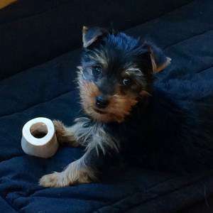 8 week old Yorkshire Terrier