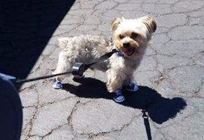 Yorkie mostly tan short coat