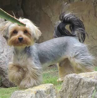 very large Yorkie
