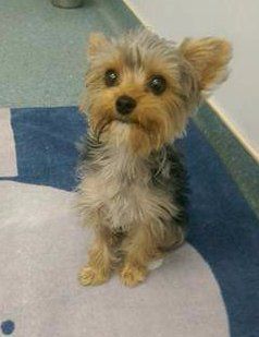Yorkie with big eyes