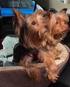 Yorkie dogs in car seat