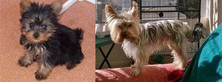 Yorkie losing black color as he matures