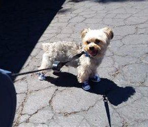 Yorkie mostly tan short coat