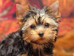 Yorkie with a Teddy Bear hair cut