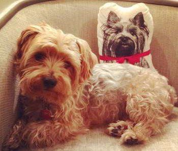 Solid tan Yorkshire Terrier