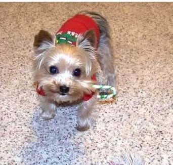 Yorkie blue on black, photo 2