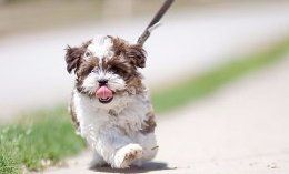Yorkie shoo mixed breed Teddy bear