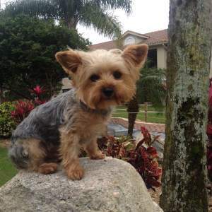 beautiful Yorkshire Terrier