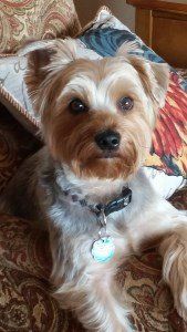 Yorkie beckham