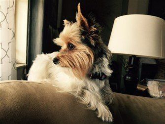 biewer-terrier-looking-to-side