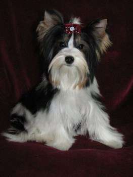 Biewer Yorkshire Terrier
