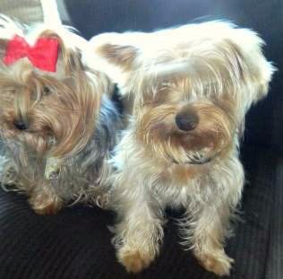 boy and girl Yorkies