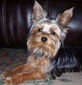 Yorkshire Terrier Listening