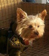 clothes for male Yorkie
