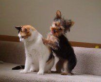 Yorkie and cat