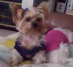 Yorkshire Terrier acting alert
