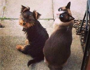 Yorkie and cat same size