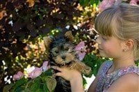 child-holding-yorkie