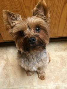 close up of Yorkshire Terrier