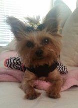 8 year old female Yorkshire Terrier