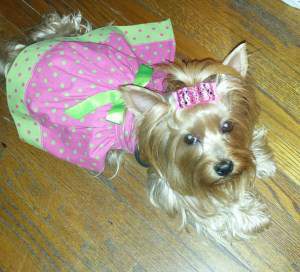 cute 6 year old female Yorkie
