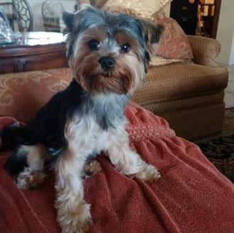 Cute Yorkshire Terrier with a nice coat