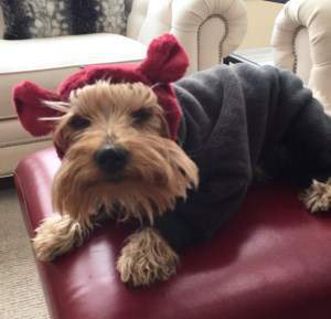 really cute Yorkshire Terrier