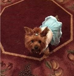 small female Yorkie dog