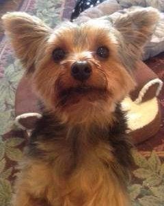 Yorkie acting hyper