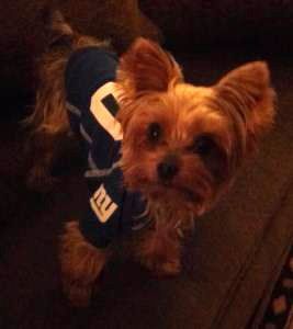 small Yorkshire Terrier dark 