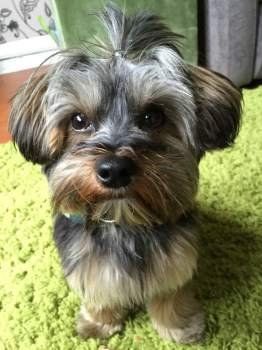 Yorkshire Terrier big black nose
