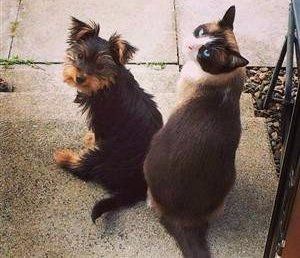 Yorkie and cat same size