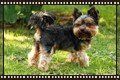 yorkie-dog