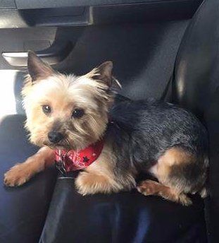 rescued Yorkie