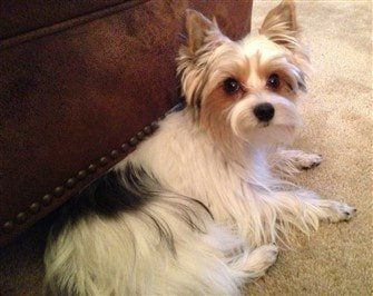 female-biewer-terrier