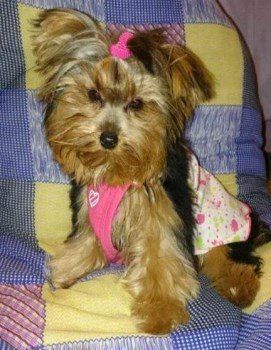 female Yorkie