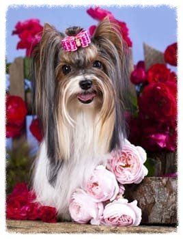 beautiful-yorkshire-terrier-show-coat