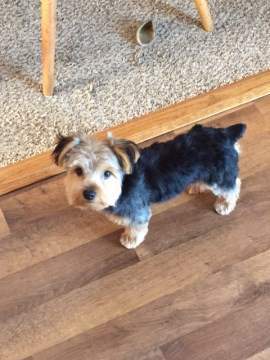 5 month old Yorkie pup
