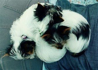 four-biewer-yorkies-sleeping