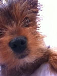 1 year old Yorkie