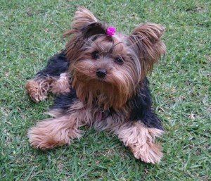 Yorkie 7 months old